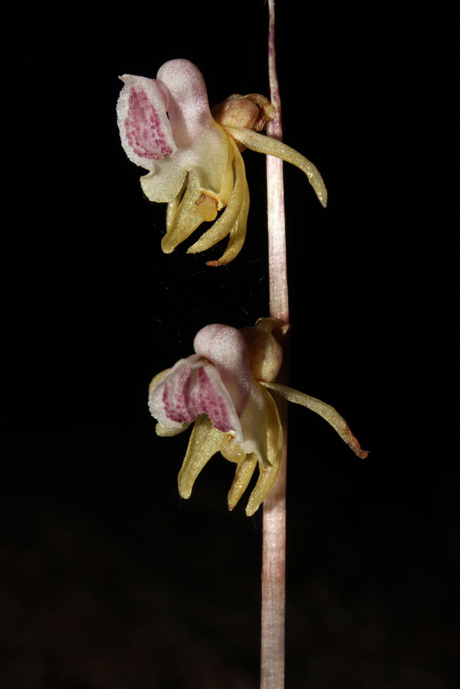 Epipogium aphyllum